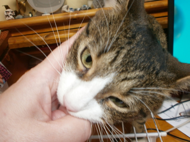 He chewed on my thumb.  Then whacked me back (not that I whacked the kitty).  